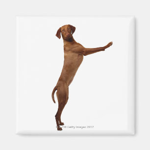 Vizsla Hund Magnet