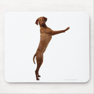 Vizsla Hund Mousepad