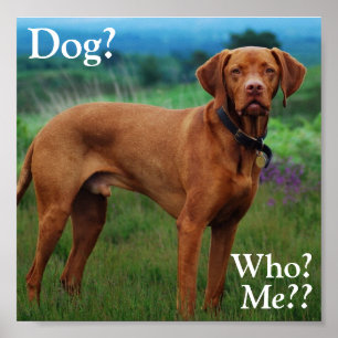 Vizsla - Hund?, Wer? Poster