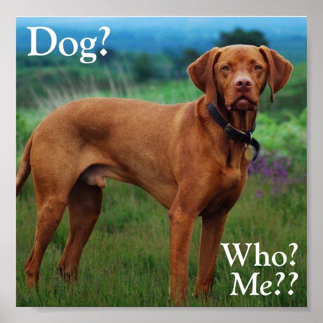 Vizsla - Hund?, Wer? Poster (Vorne)