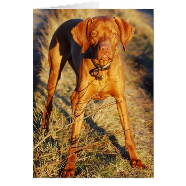 VIZSLA - IN THE SUN (Vorne)