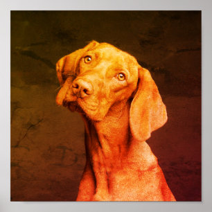 Vizsla Poster