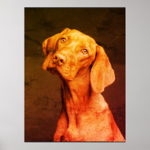 Vizsla Poster