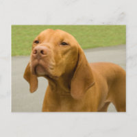 Vizsla