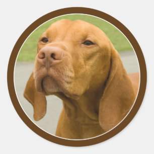 Vizsla Runder Aufkleber