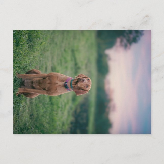 Vizsla-Sitzung Postkarte (Vorderseite)