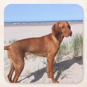 vizsla voll rechteckiger pappuntersetzer