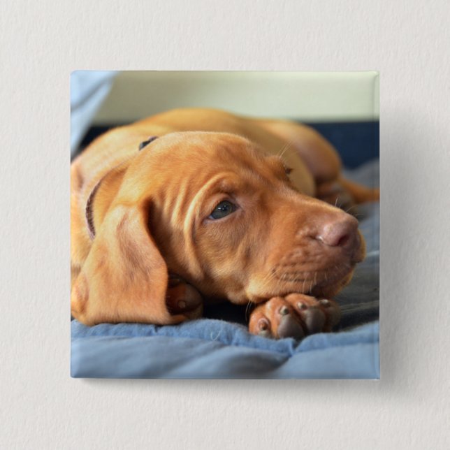Vizsla Welpe, der auf seiner Tatze stillsteht Button (Vorderseite)