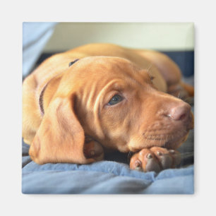 Vizsla Welpe, der auf seiner Tatze stillsteht Magnet