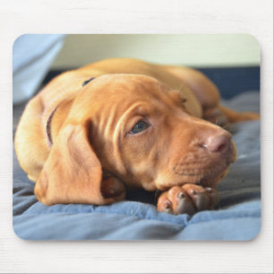 Vizsla Welpe, der auf seiner Tatze stillsteht Mousepad
