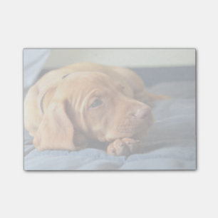 Vizsla Welpe, der auf seiner Tatze stillsteht Post-it Klebezettel