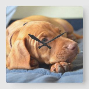 Vizsla Welpe, der auf seiner Tatze stillsteht Quadratische Wanduhr