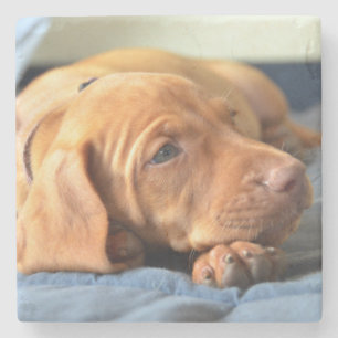 Vizsla Welpe, der auf seiner Tatze stillsteht Steinuntersetzer