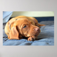 Vizsla Welpe, die auf der Paw