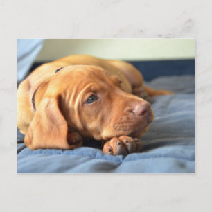 Vizsla Welpe, die auf der Paw Postkarte