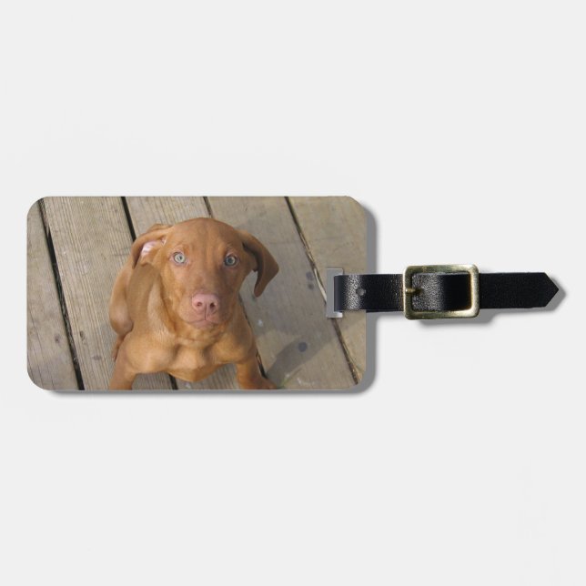 vizsla Welpe Gepäckanhänger (Vorderseite horizontal)