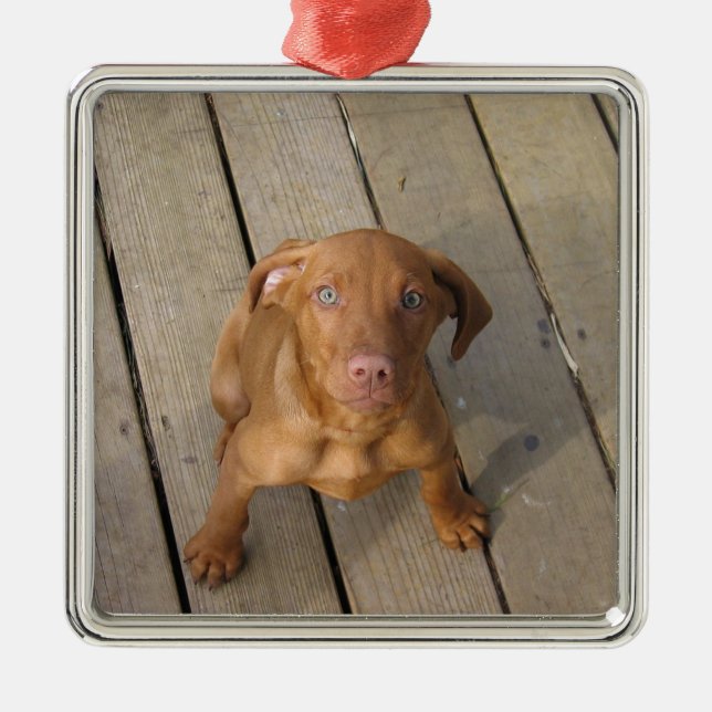 Vizsla Welpe Ornament Aus Metall (Vorne)