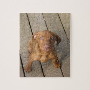 Vizsla Welpe Puzzle