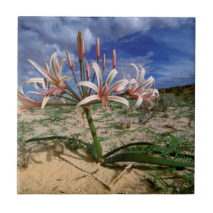 Vlei-Lilie (Nerine Laticoma) in Blüte Fliese
