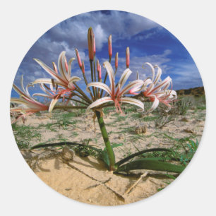 Vlei-Lilie (Nerine Laticoma) in Blüte Runder Aufkleber
