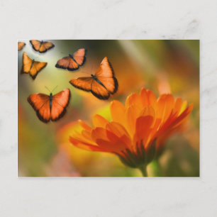 vlinder postkarte