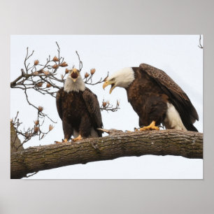 Vocalizing Weißkopfseeadler-Paare Poster