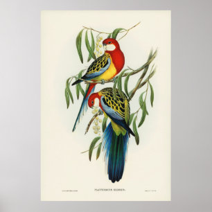 Vögel 4 poster