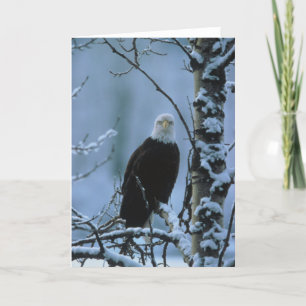 Vogel / Adler im Winter Karte