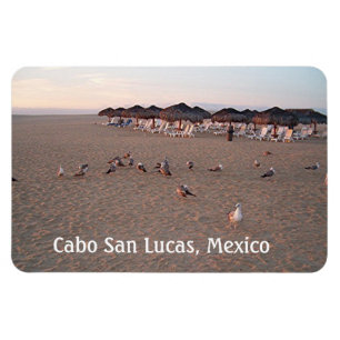Vögel am Strand in Cabo Magnet