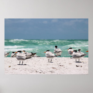 Vögel am Strand Poster