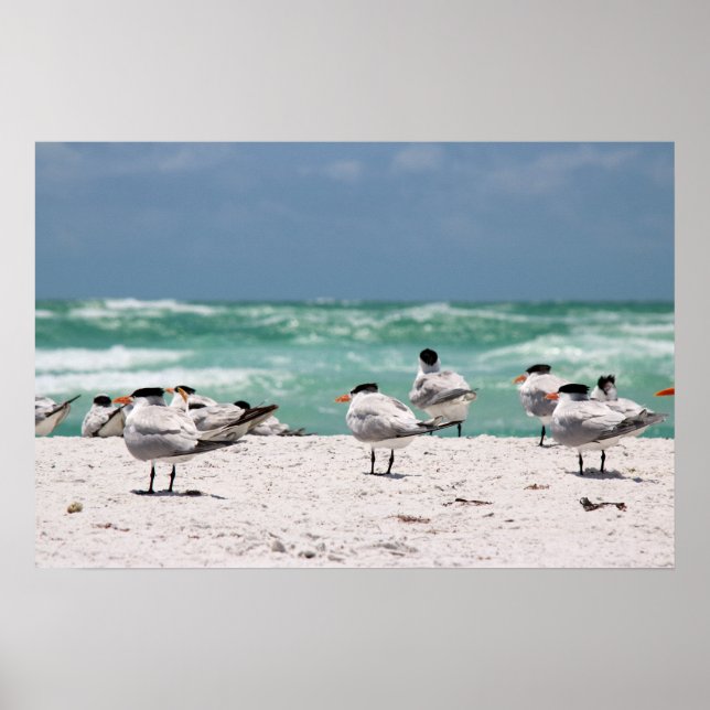 Vögel am Strand Poster (Vorne)