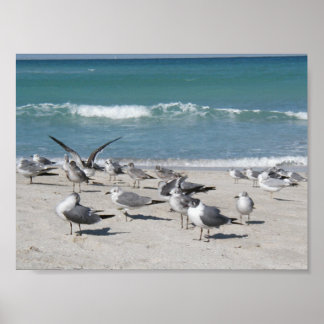 Vögel am Strand Poster