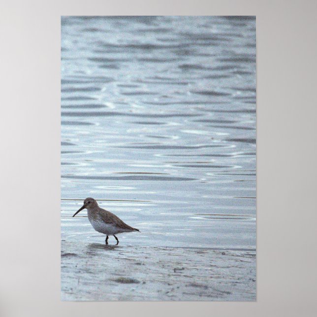 Vogel am Strand Poster (Vorne)