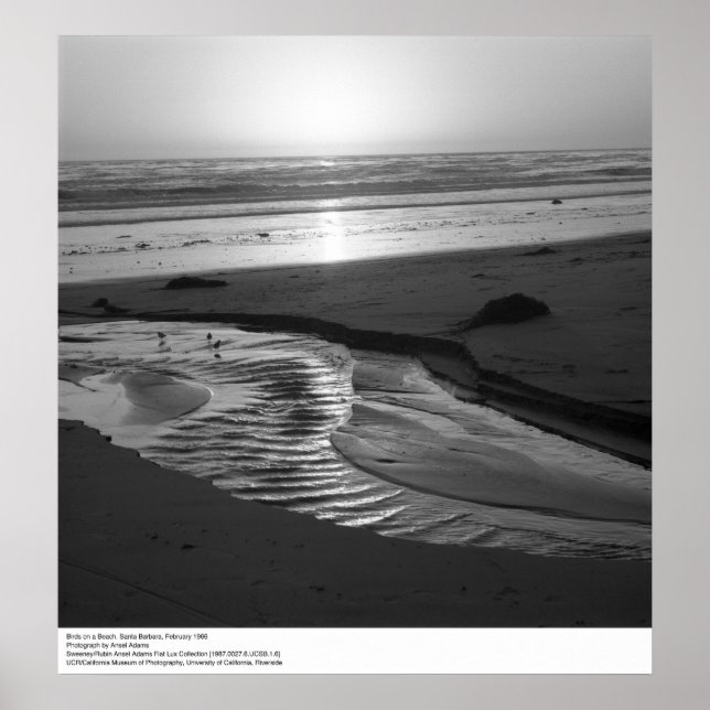 Vögel am Strand, Santa Barbara, 1966 Poster (Vorne)