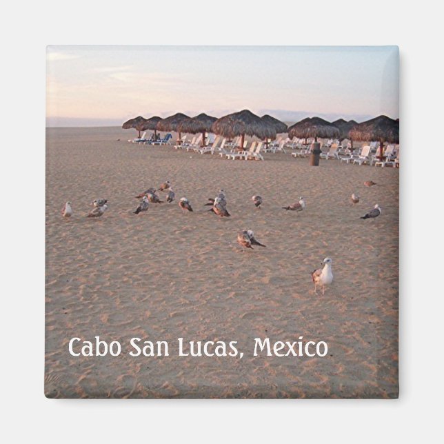 Vögel am Strand von Cabo Magnet (Vorne)