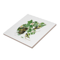 Vögel Amerika Baltimore Orioles John James Audubon