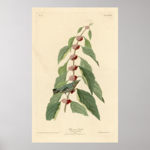 Vogel, Amerika, Blue Green Warbler, Audubon, Vinta Poster