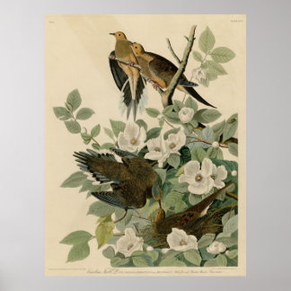 Vogel, Amerika, Carolina Turtle Dove, Audubon, Vin Poster