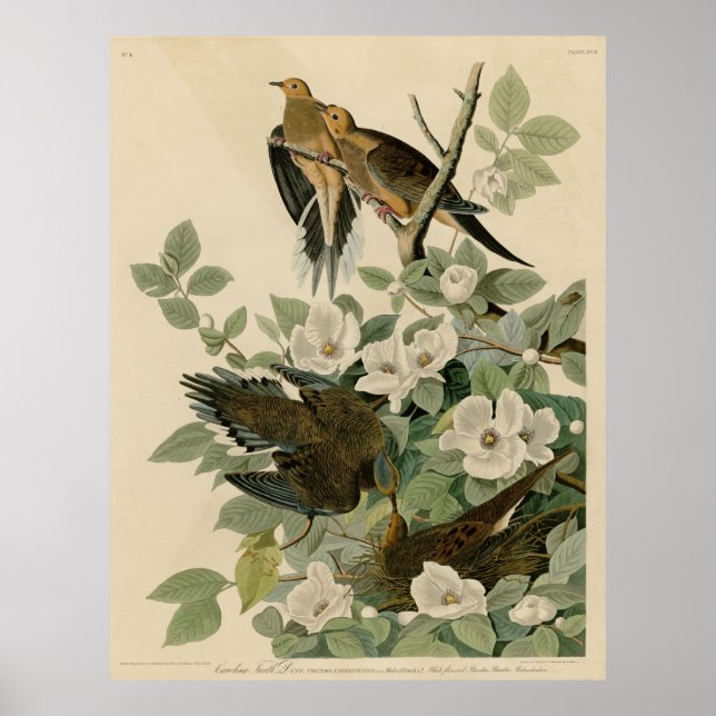Vogel, Amerika, Carolina Turtle Dove, Audubon, Vin Poster (Vorne)