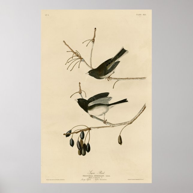 Vogel, Amerika, Snow Bird, Audubon, Vintag Poster (Vorne)