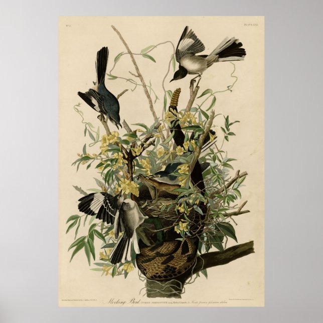 Vogel, Amerika, Vogel, Audubon, Vintag Poster (Vorne)