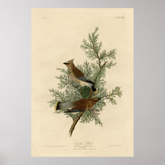 Vogel, Amerika, Zedernvogel, Audubon, Vintag Poster (Vorne)