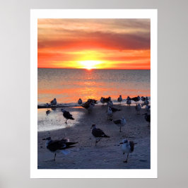 Vögel an der Küste Poster