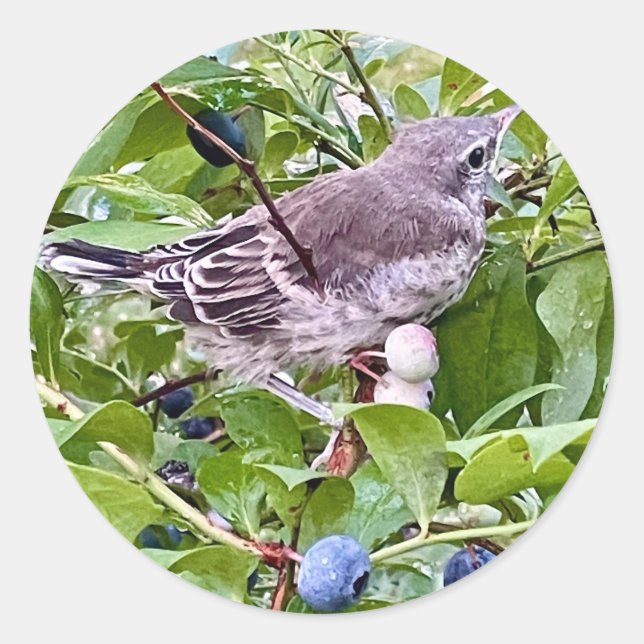 Vogel auf Blueberry Branch Sticker (Vorderseite)
