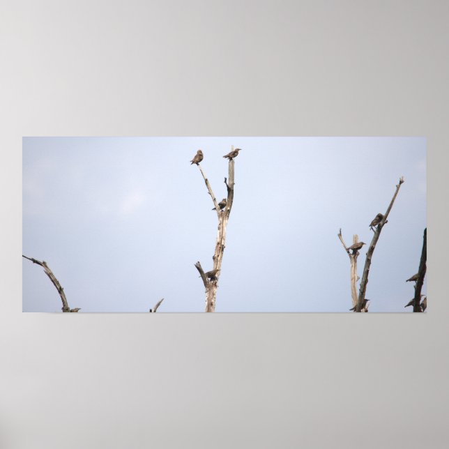 Vögel auf Branches Poster (Vorne)
