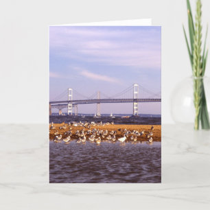 Vögel auf Chesapeake Bay Karte