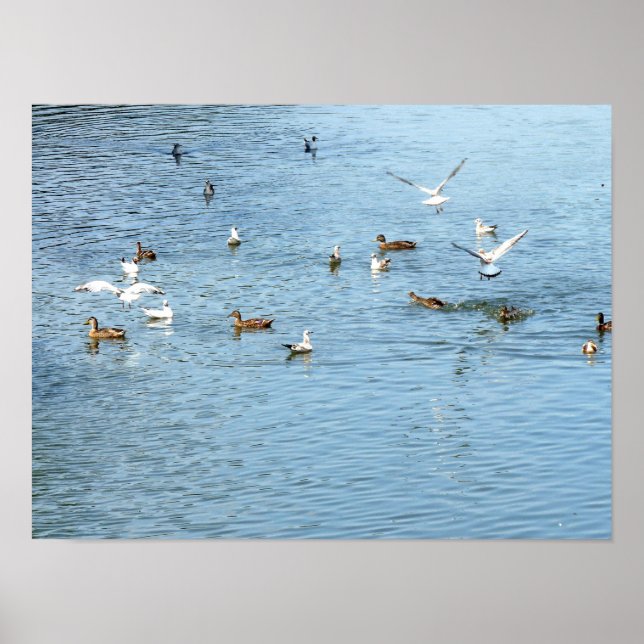 Vögel auf dem Summer River Poster (Vorne)