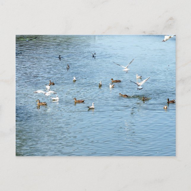 Vögel auf dem Summer River Postkarte (Vorderseite)