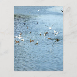 Vögel auf dem Summer River Postkarte