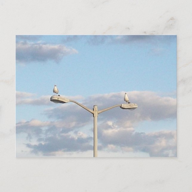 Vögel auf einer Lampenpost Postkarte (Vorderseite)